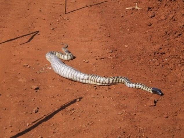 Obrázek Snake Eat Whole Lizard 3