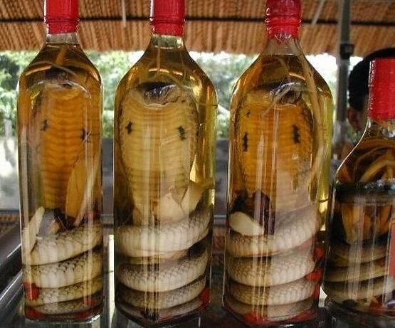 Obrázek Snake Wine5