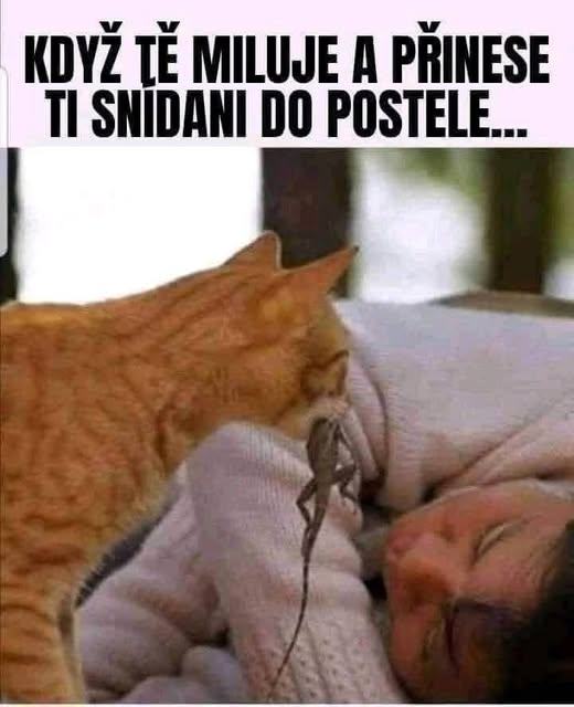 Obrázek Snidane do postele