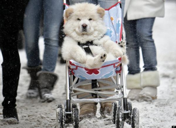 Obrázek Snow Dog 