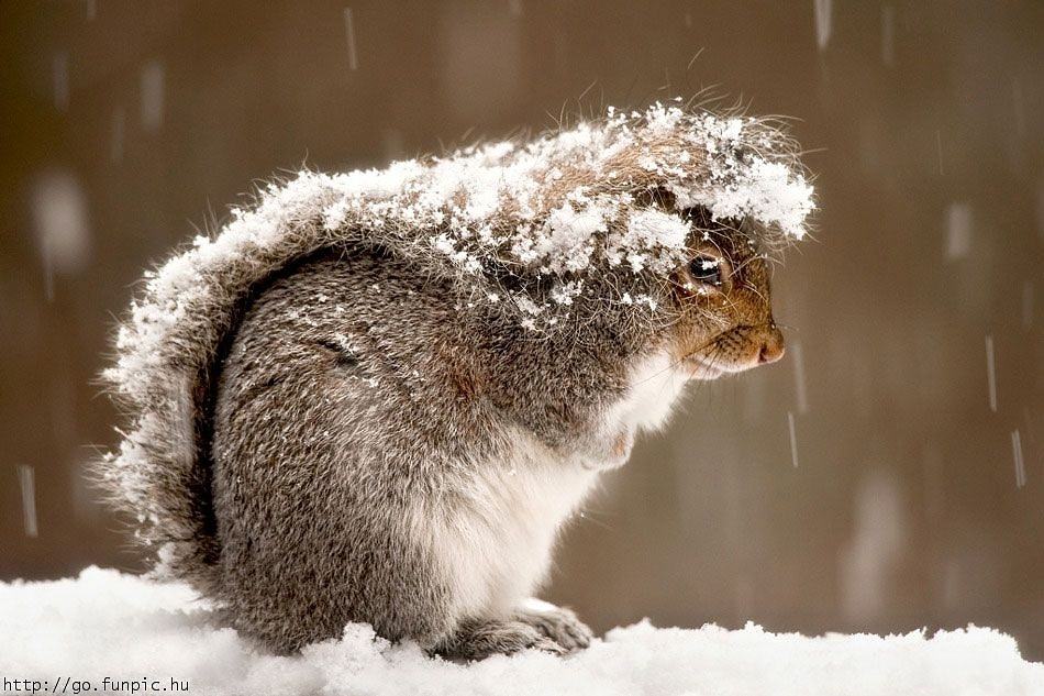 Obrázek Snowy squirrel 10-01-2012