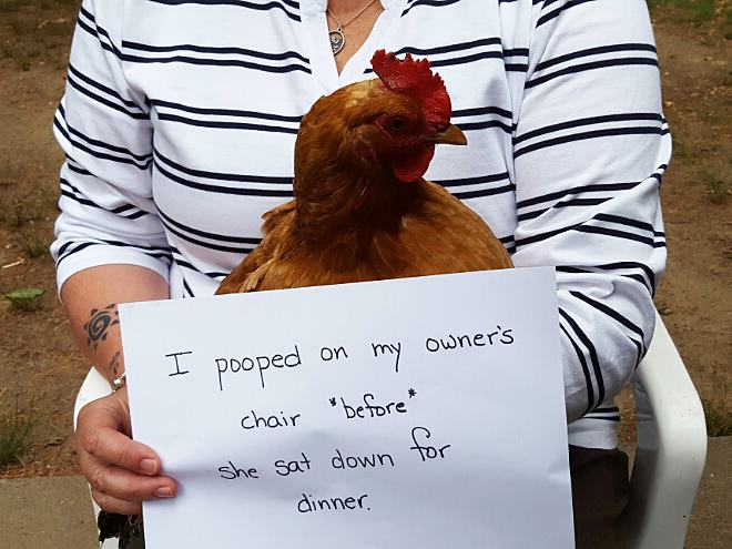 Obrázek So -Chicken Shaming- Is Now a Thing. . . 