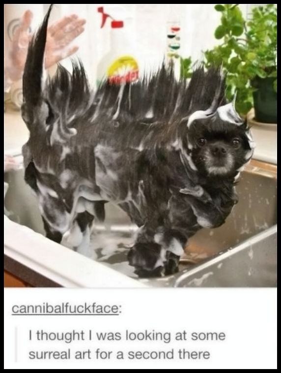 Obrázek Soaped Up Dog