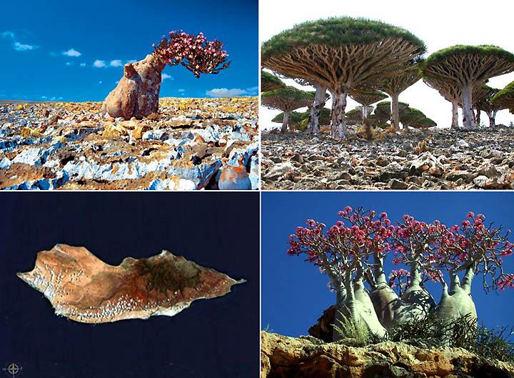 Obrázek Socotra Island 01