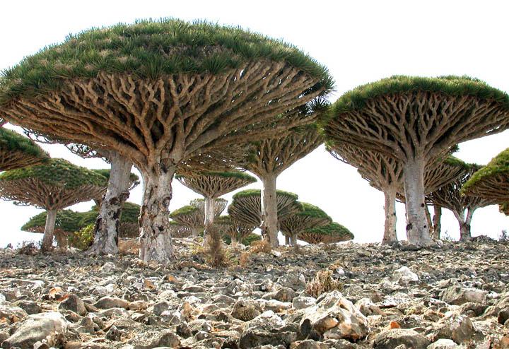 Obrázek Socotra Island 05