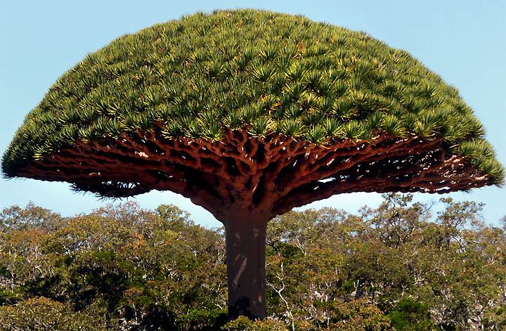 Obrázek Socotra Island 06