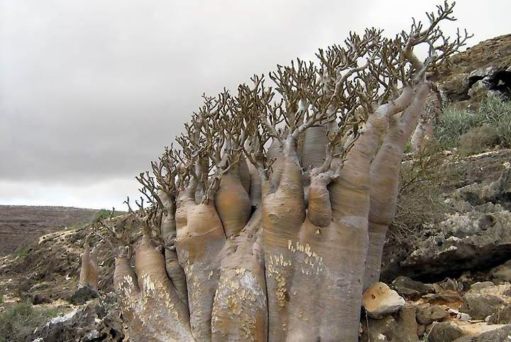 Obrázek Socotra Island 07