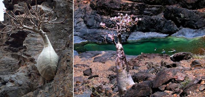 Obrázek Socotra Island 08