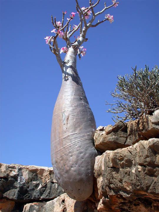 Obrázek Socotra Island 09