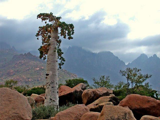 Obrázek Socotra Island 10