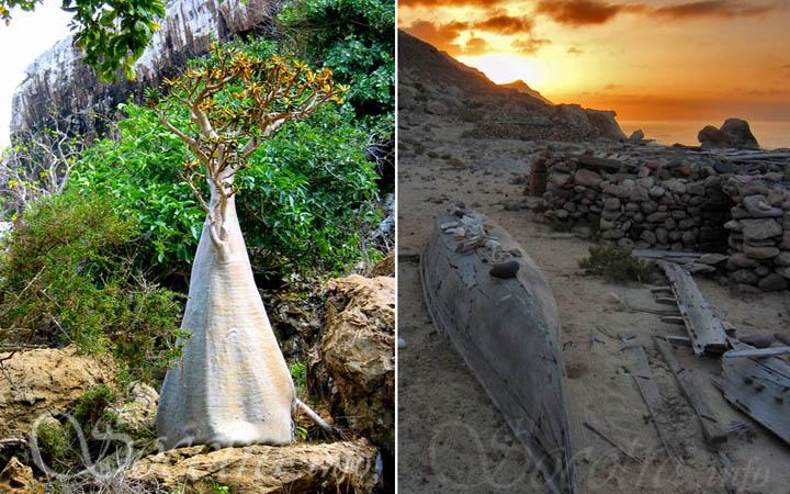 Obrázek Socotra Island 11