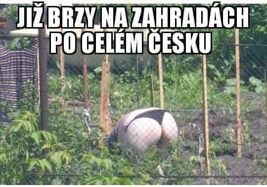 Obrázek Sousedka na zahrade