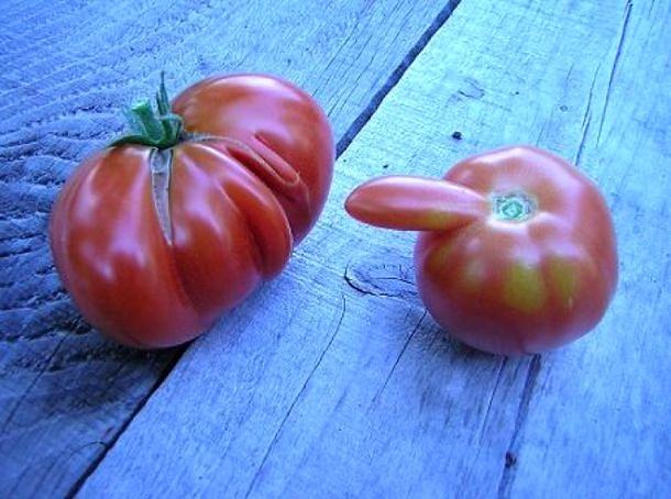 Obrázek Spicy Tomatoes 09-03-2012