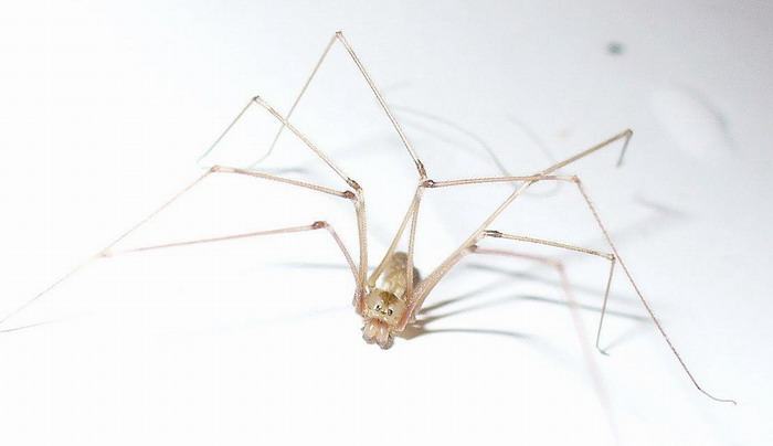 Obrázek Spider