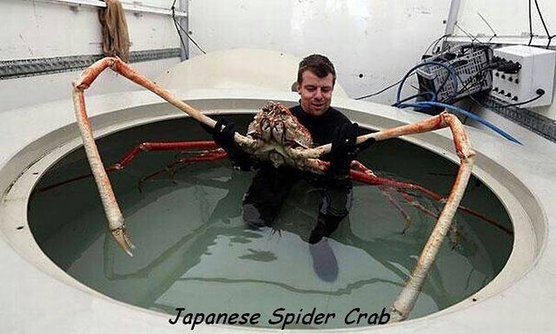 Obrázek SpiderCrab