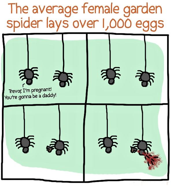 Obrázek Spider Pregnancy 21-12-2011