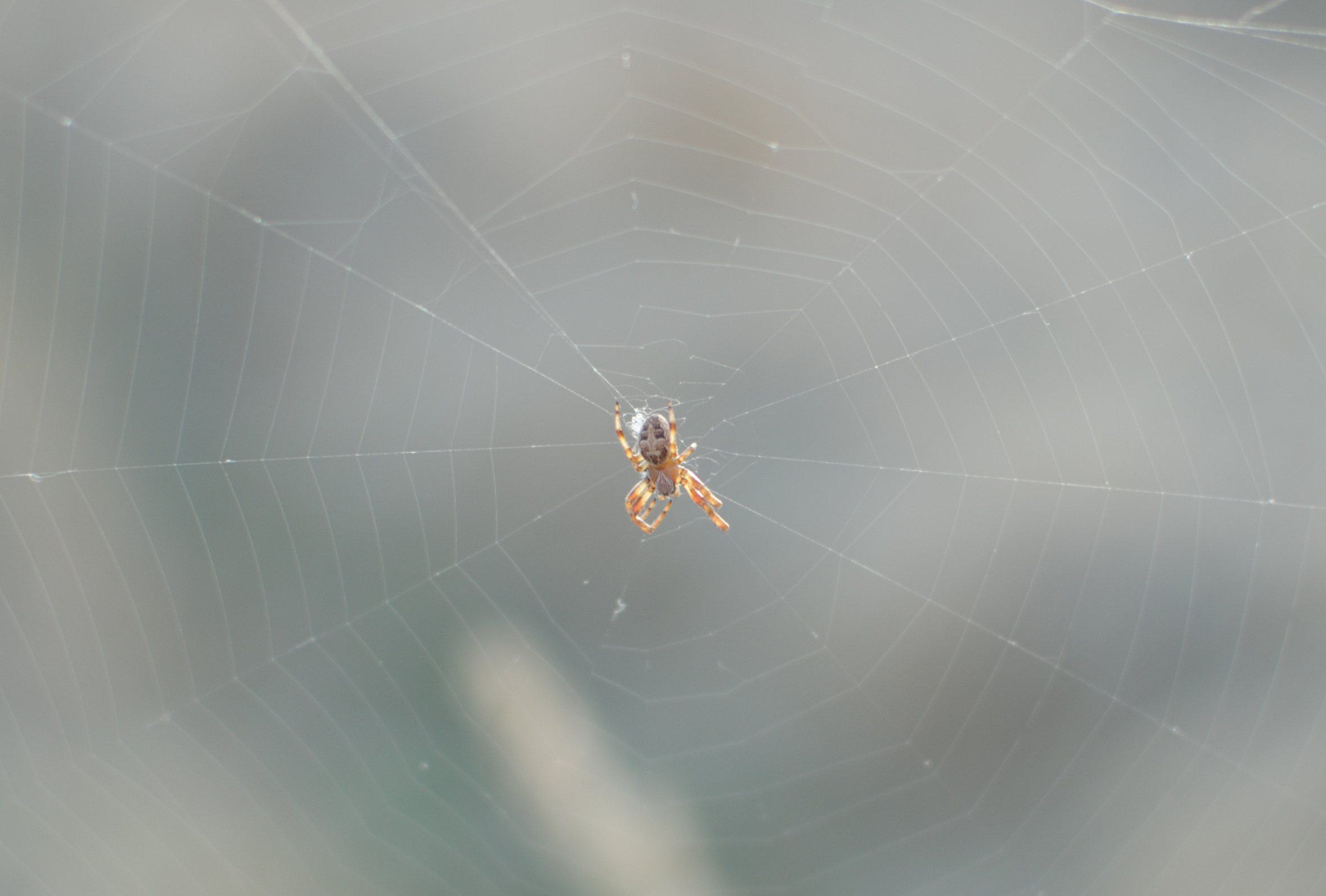 Obrázek Spider face