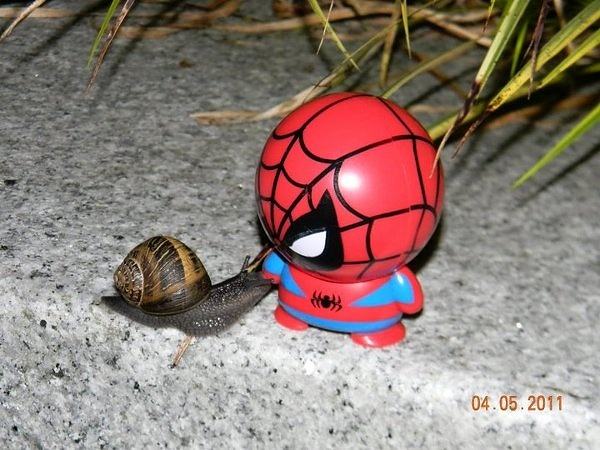 Obrázek Spiderman and snail 18-12-2011