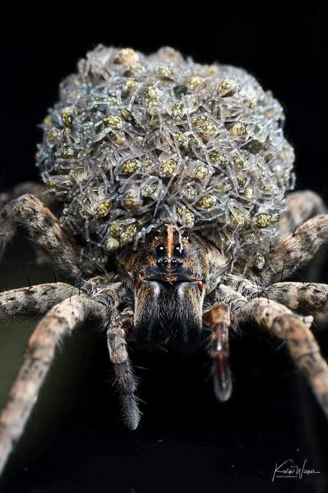 Obrázek Spidermom