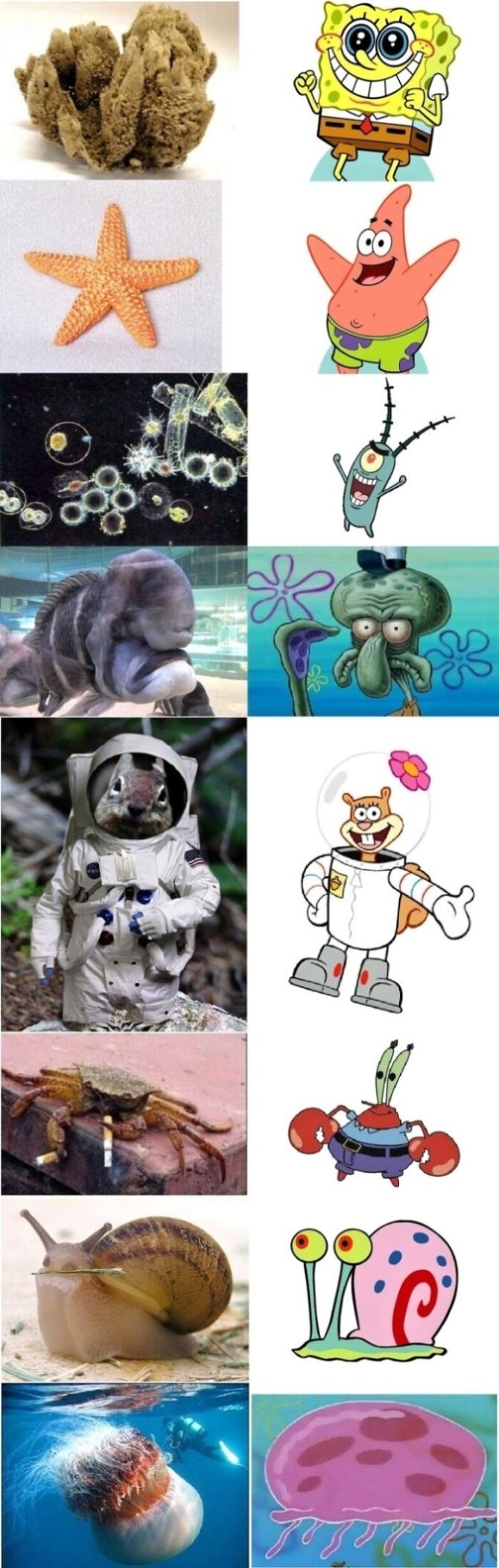 Obrázek Spongebob real life