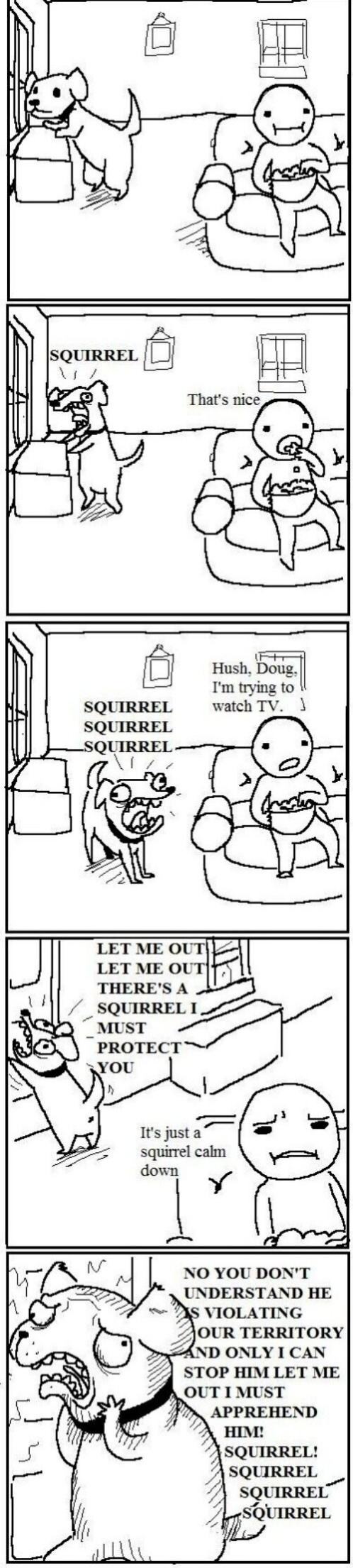 Obrázek Squirrel