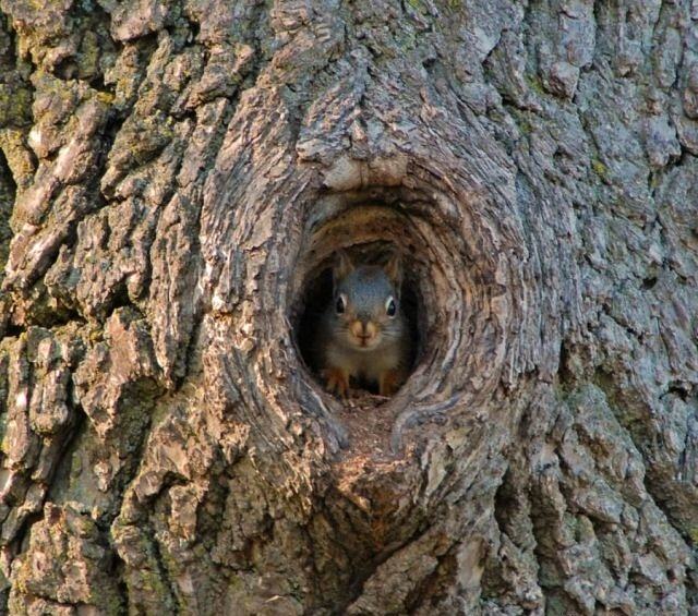 Obrázek Squirrel cavity