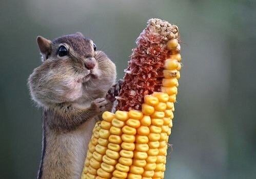 Obrázek Squirrel eating corn