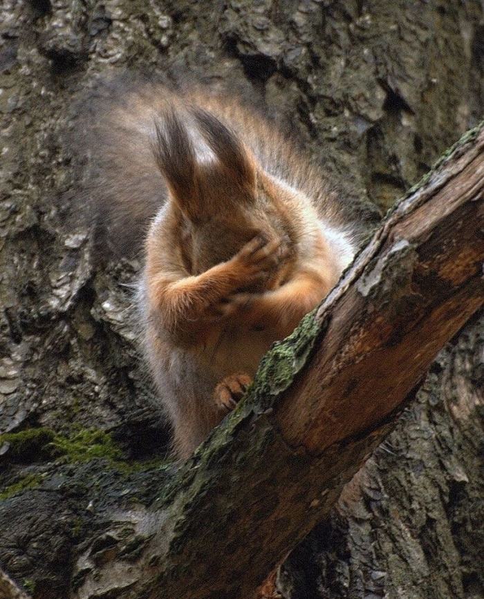 Obrázek Squirrel facepalm