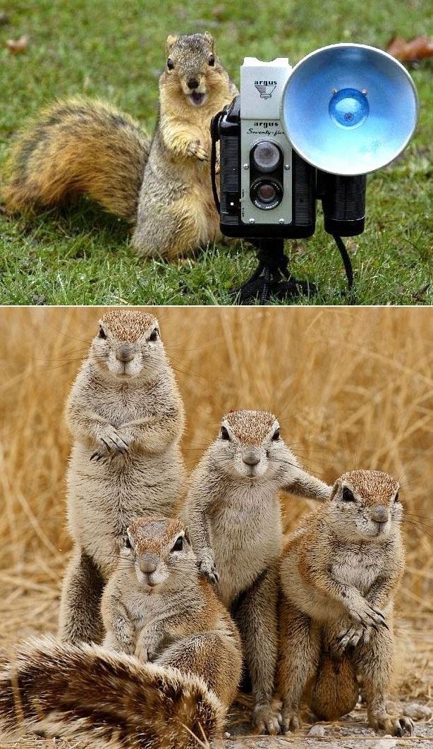 Obrázek Squirrel photographer