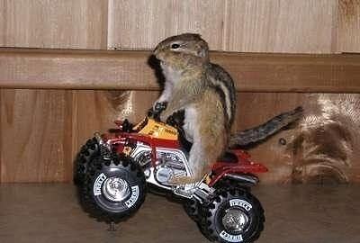 Obrázek Squirrel riding