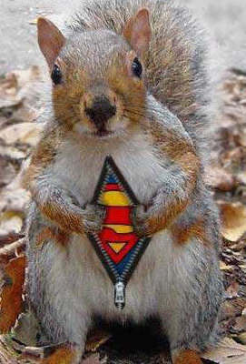 Obrázek Squirrel superman