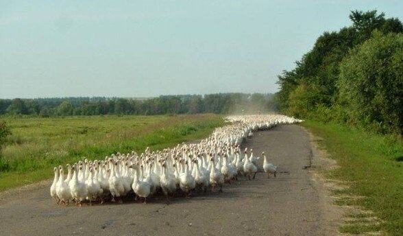 Obrázek Stampede