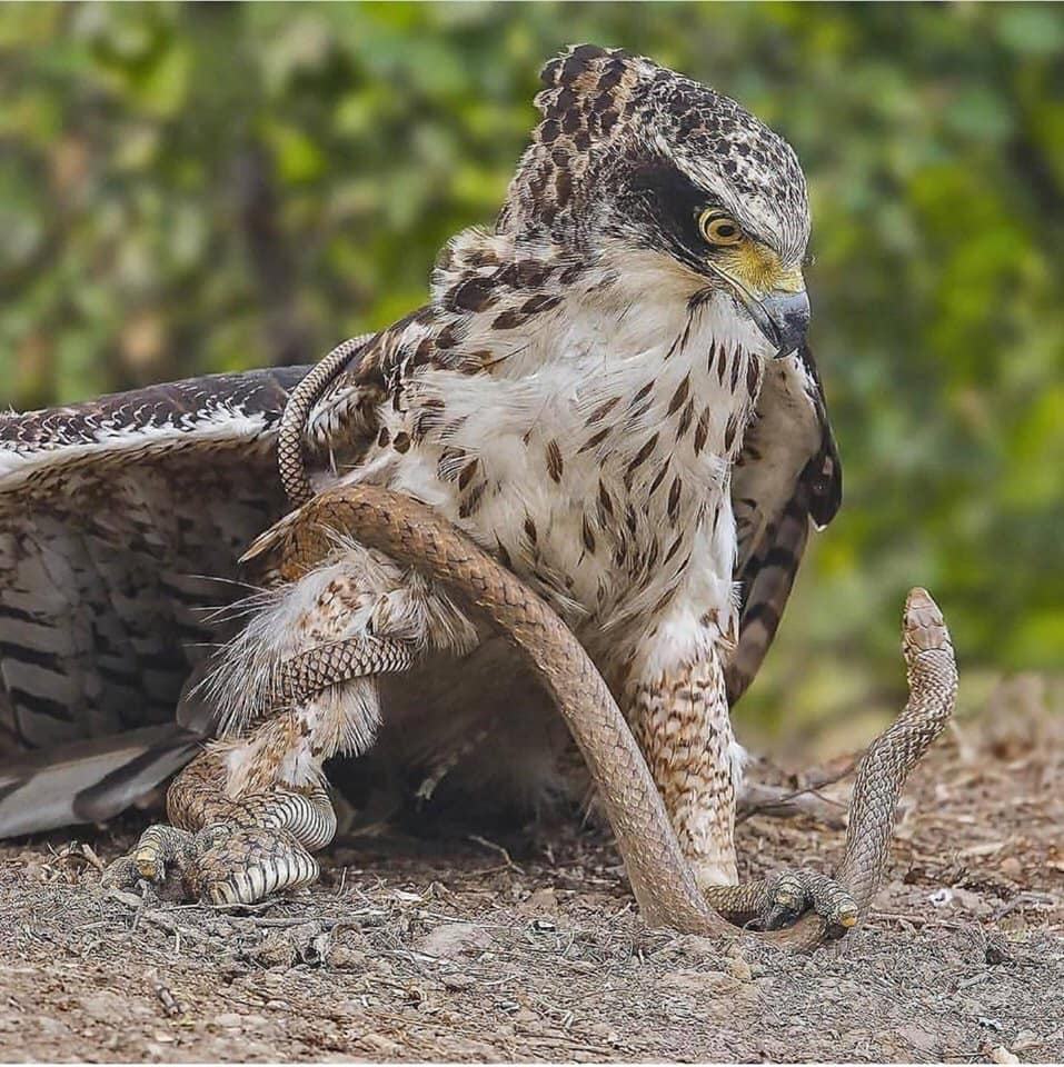 Obrázek Stare down