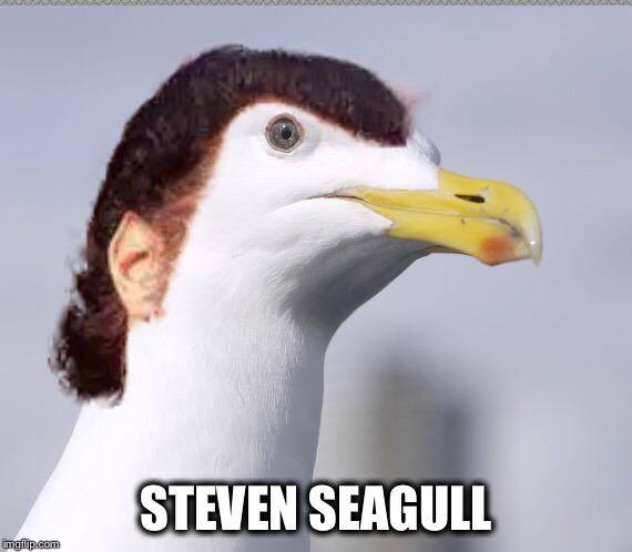 Obrázek Steven Seagull