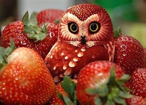 Obrázek Strawberry Owl 03-02-2012