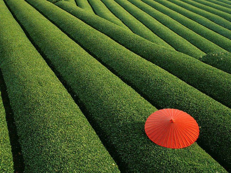 Obrázek Stunning capture of a lush tea field in Japan