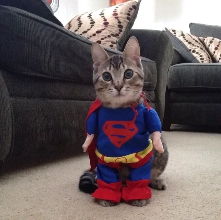 Obrázek SuperCat