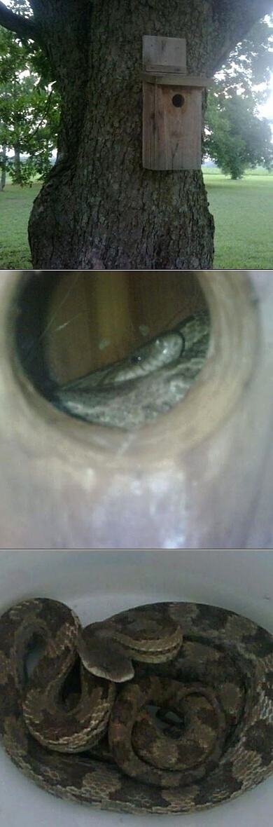Obrázek Surprise in a Birdhouse