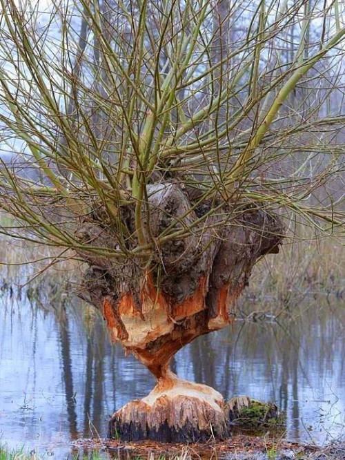 Obrázek Survived the beaver