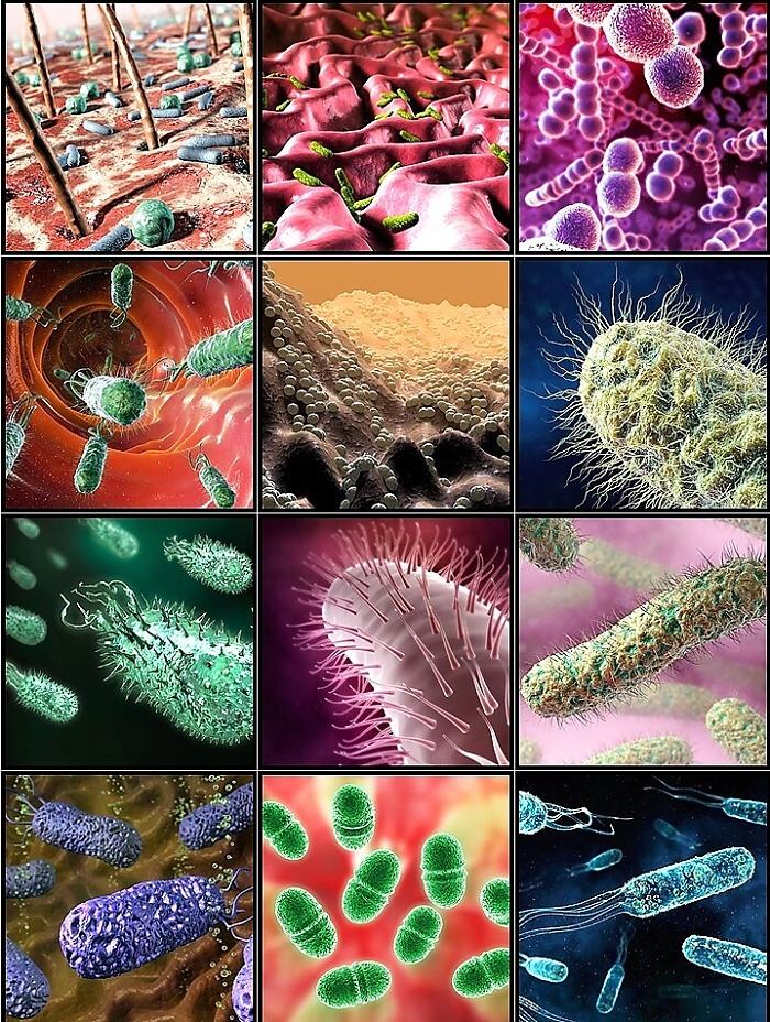 Obrázek Svet bakterii