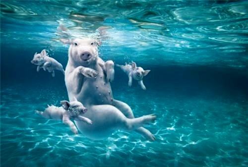 Obrázek Swimming Pigs