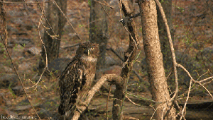Obrázek Tag You Are It