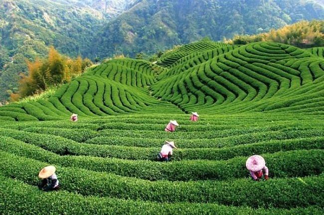 Obrázek Tea Plantations 18-01-2012