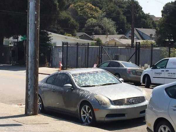 Obrázek Thank you birds