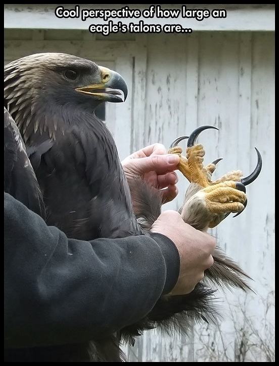 Obrázek Thats-a-scary-bird