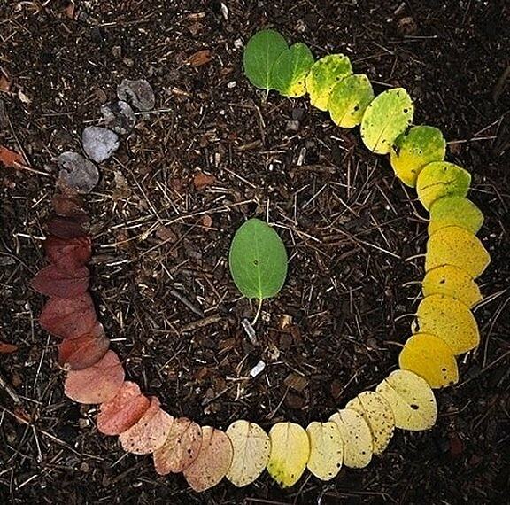 Obrázek The Circle Of Leaf
