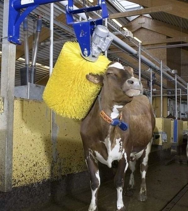 Obrázek The Cow Wash - 30-04-2012