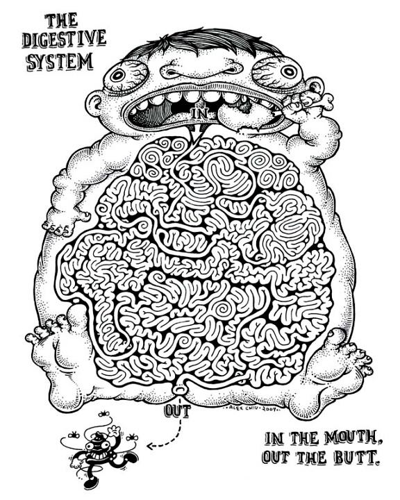 Obrázek The Digestive System