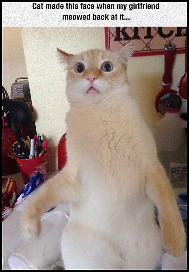 Obrázek The Face When You Meowed Back