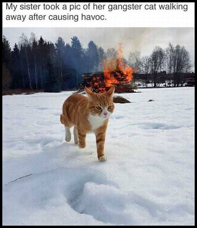 Obrázek The Gangster Cat   